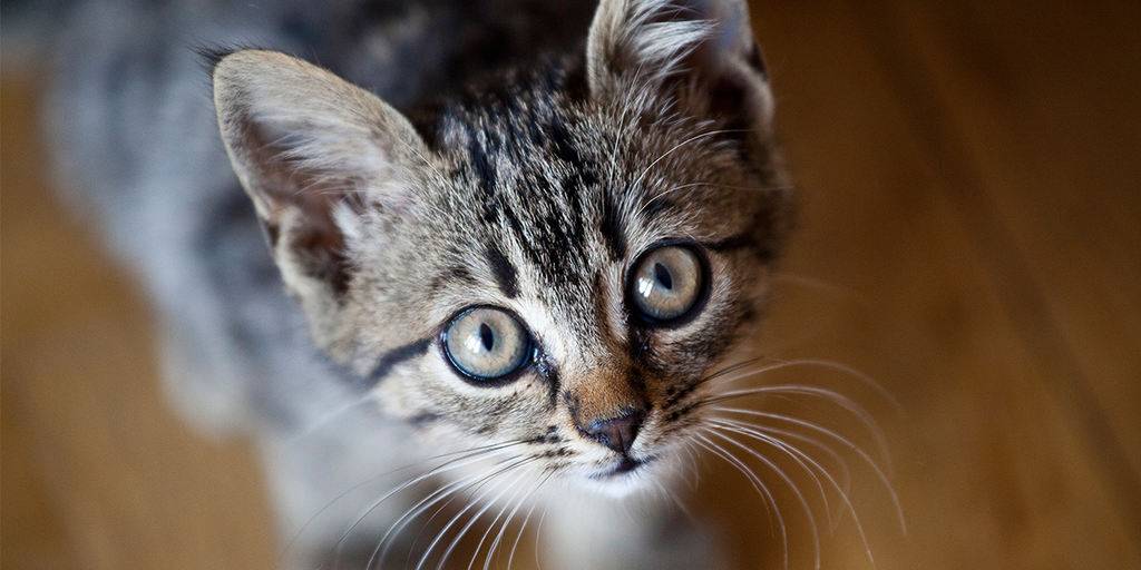 chat-animal-totem