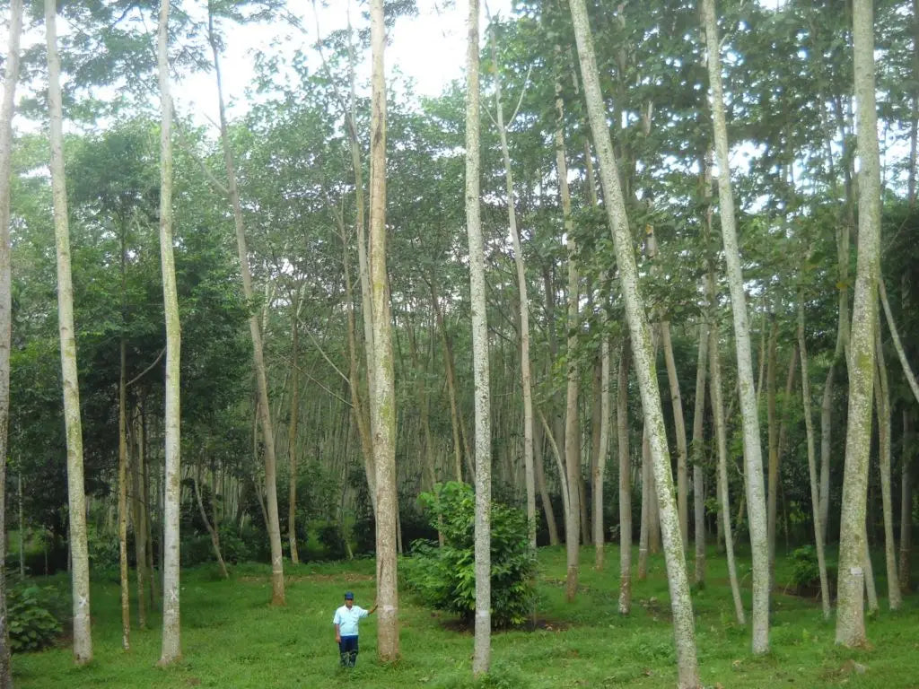 arbres à bali, fabrication pole pole tlab