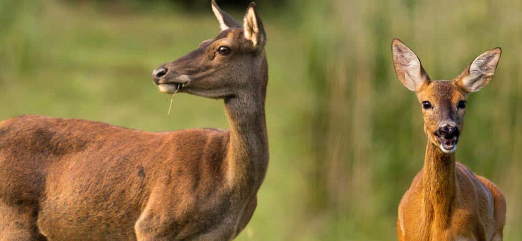 biche-animal-spirituel