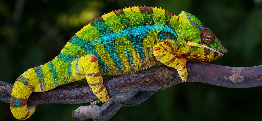 cameleon-animal-totem