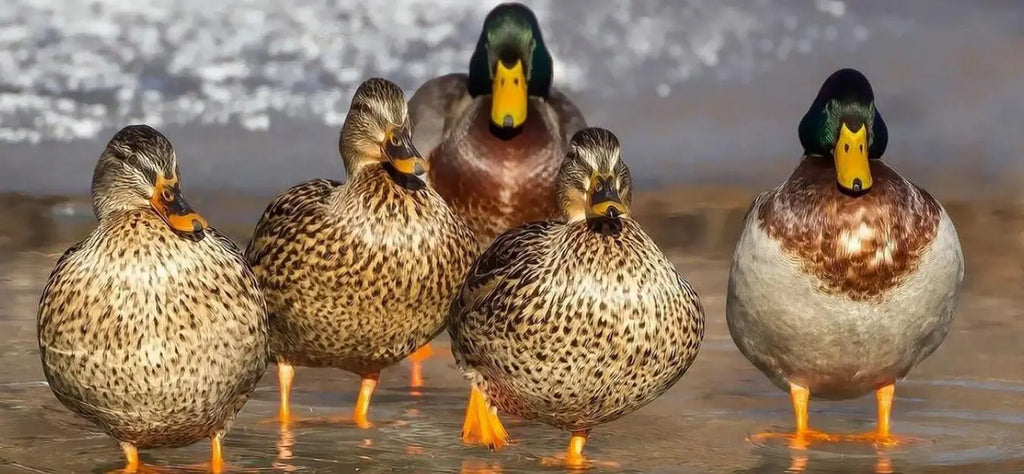 canard-animal-totem