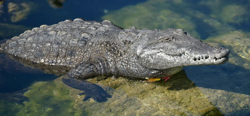 crocodile-animal-totem