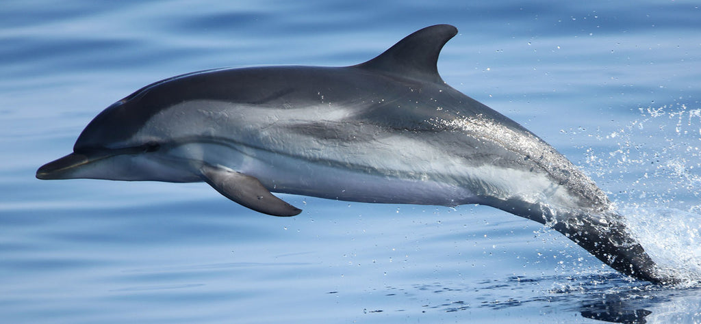 dauphin-animal-spirituel