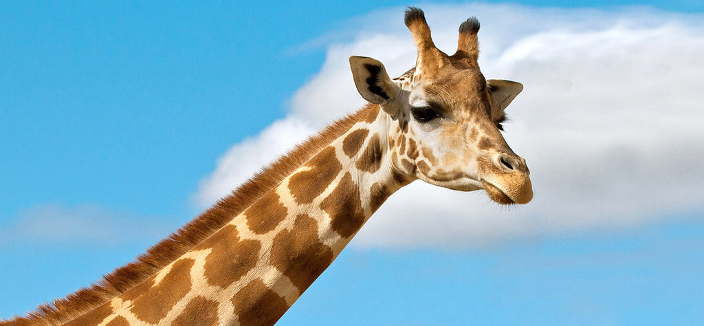 giraffe-animal-spirituel