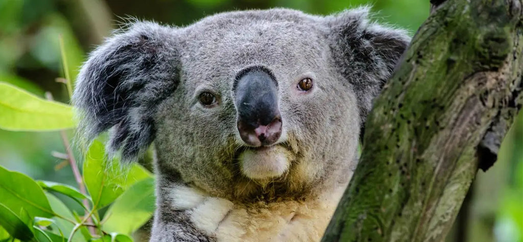 koala-animal-spirituel