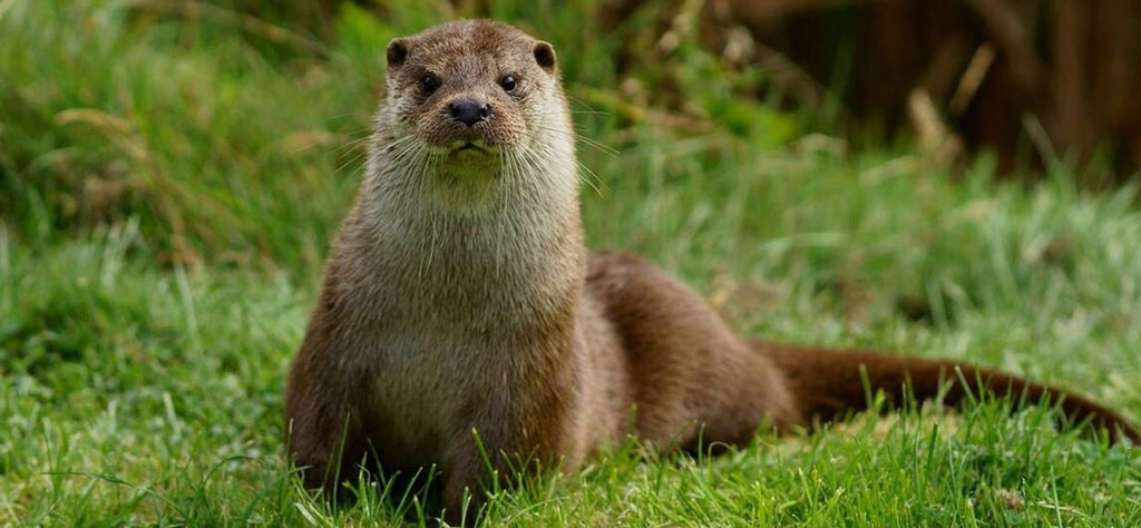 loutre-animal-totem