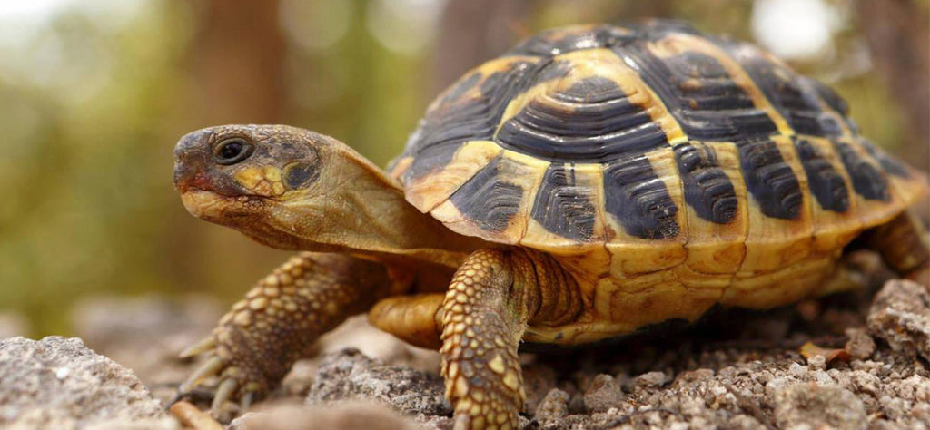 tortue-animal-spirituel