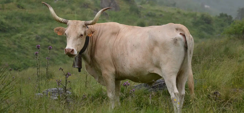 vache-animal-totem